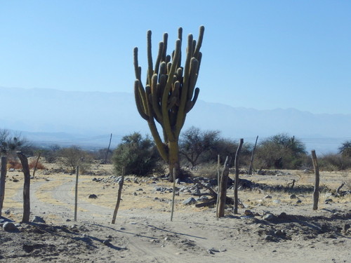 The view on Ruta 40 heading south/sur.